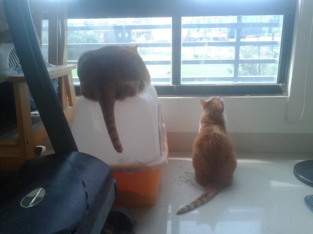 貓與窗戶