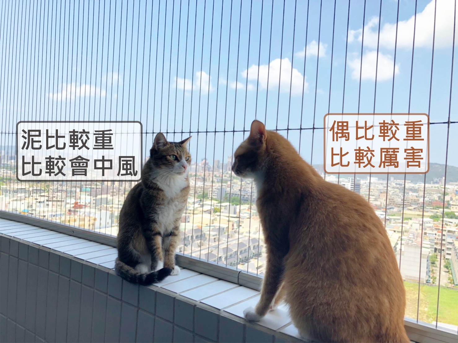 兩隻貓咪談論隱形鐵窗規格大小的優缺點