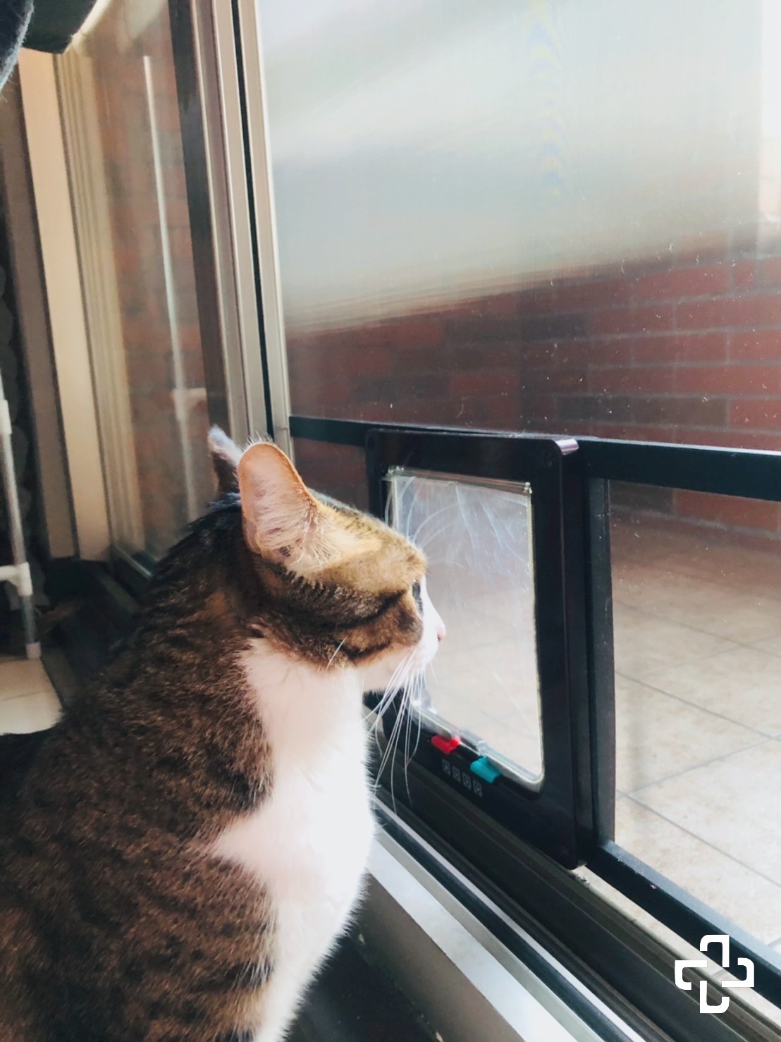 安裝防霾紗網也可以搭配貓門讓貓咪自由進出，但防霾紗窗不能防貓，貓咪居家防護要記得安裝防貓隱形鐵窗