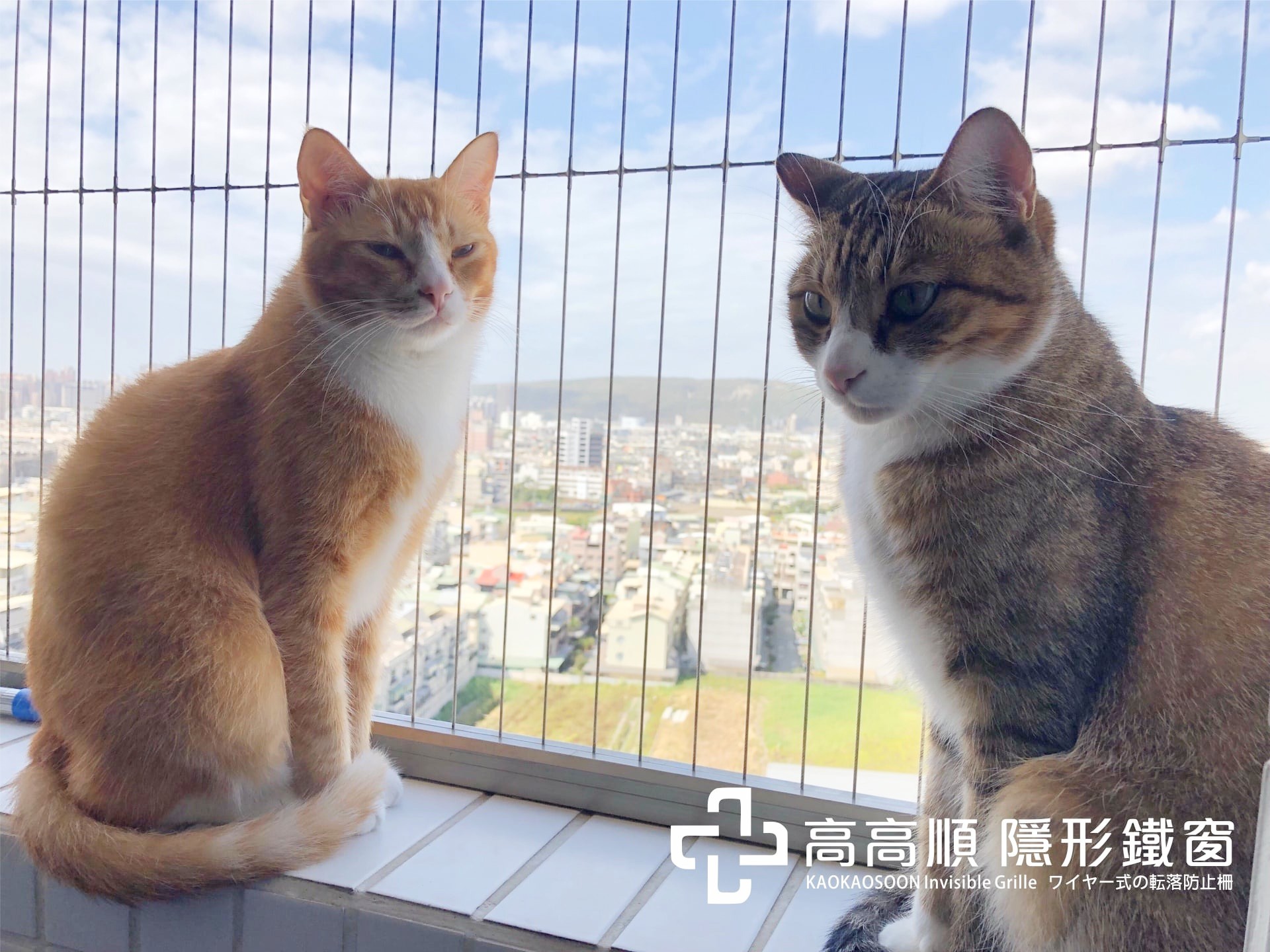安裝隱形鐵窗後貓咪才可以無憂無慮又安全的在陽台玩耍，跨年跟貓咪一起在陽台迎接日出吧！