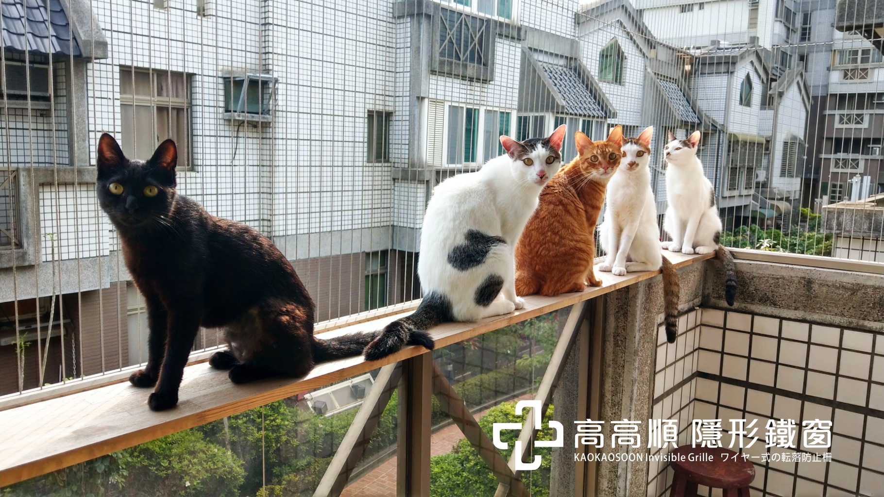 在陽台搭建木板貓咪就可以在高處活動了，加上防貓隱形鐵窗的防護貓奴就可以安心讓貓咪在陽台玩耍囉