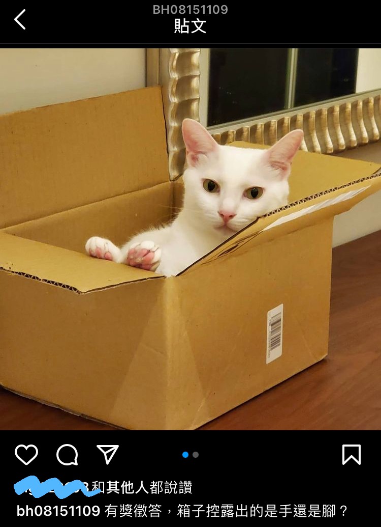 貓咪喜歡紙箱是因為紙箱讓貓咪覺得有安全感