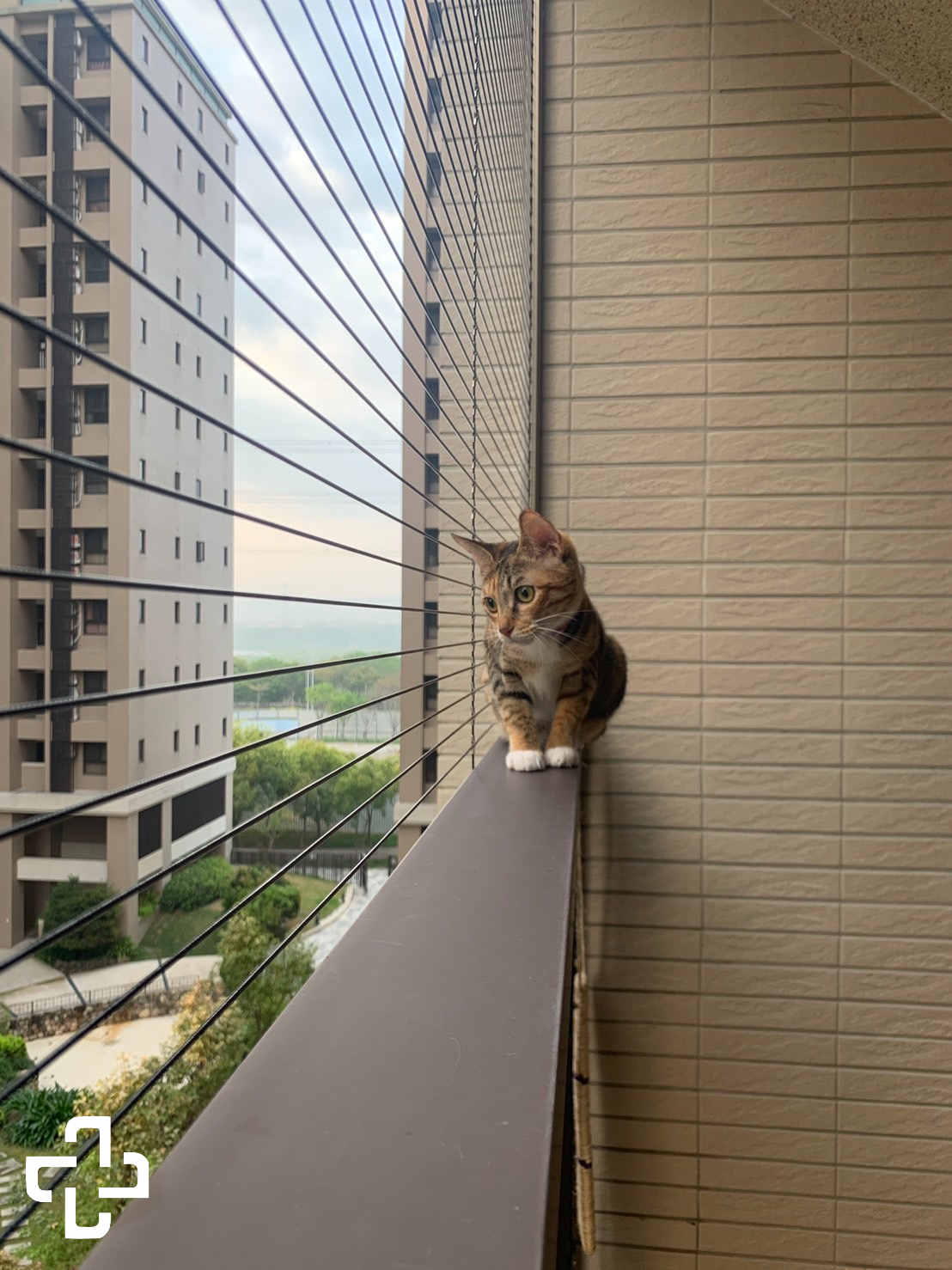 貓咪站在柵欄上隔著隱形鐵窗看風景