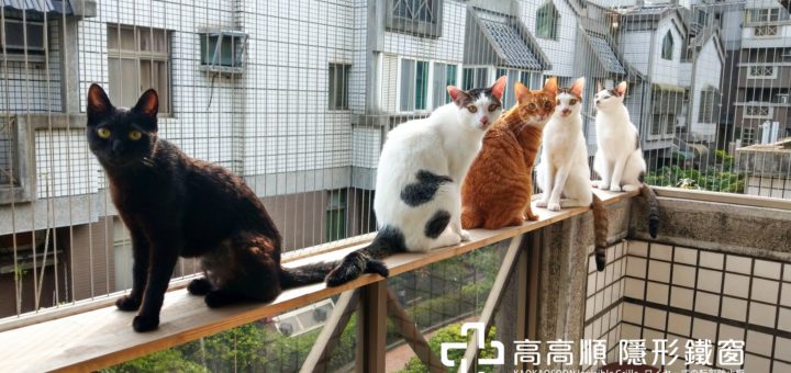 隱形鐵窗的防貓非常難做