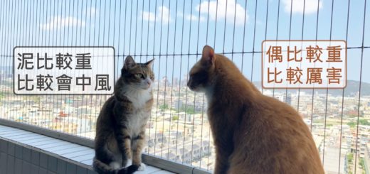 兩隻貓咪談論隱形鐵窗規格大小的優缺點