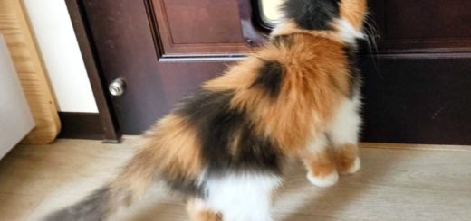 高高順貓門安裝不限社區與公寓大樓，沒有電梯的大樓也可以安裝貓門