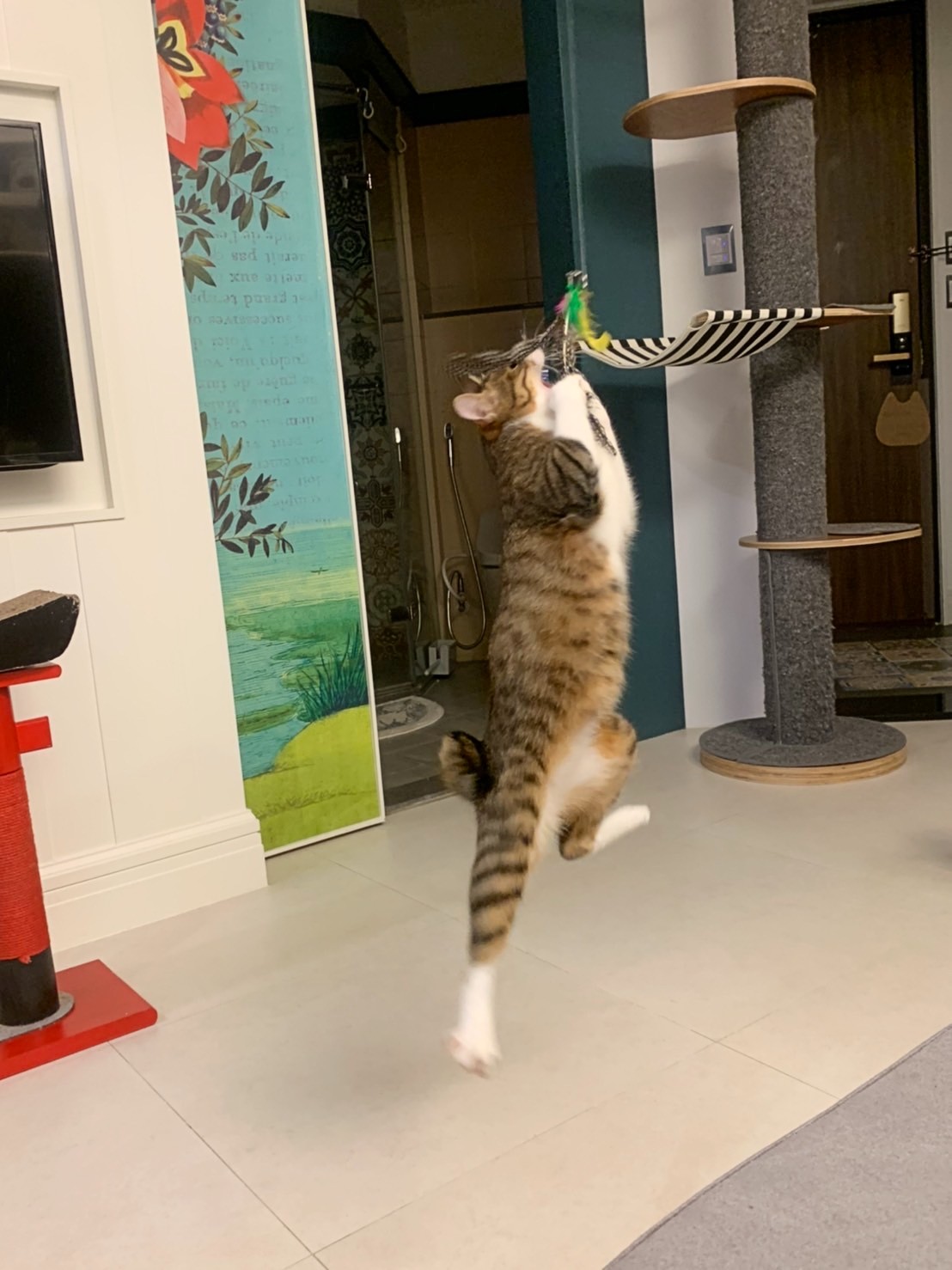 貓咪玩耍。飼養貓咪務必留意居家生活環境是否安全