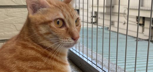 專用的防貓隱形鐵窗要有宣信線，鋼絲繩間距不超過2.5公分