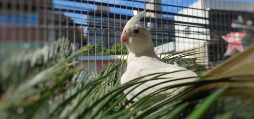 隱形鐵窗防鴿網推薦高高順