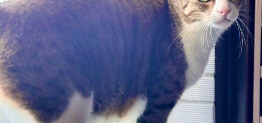 隱形鐵窗陳情--防貓隱形鐵窗推薦